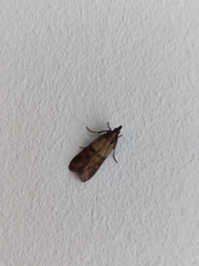 Plodia interpunctella