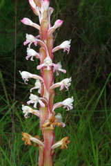 Satyrium longicauda image