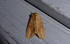 Ichneutica mollis