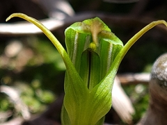 Pterostylis cernua