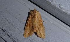 Ichneutica mollis