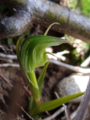 Pterostylis cernua