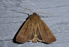 Ichneutica phaula