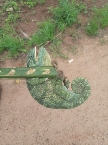 Chamaeleo gracilis gracilis