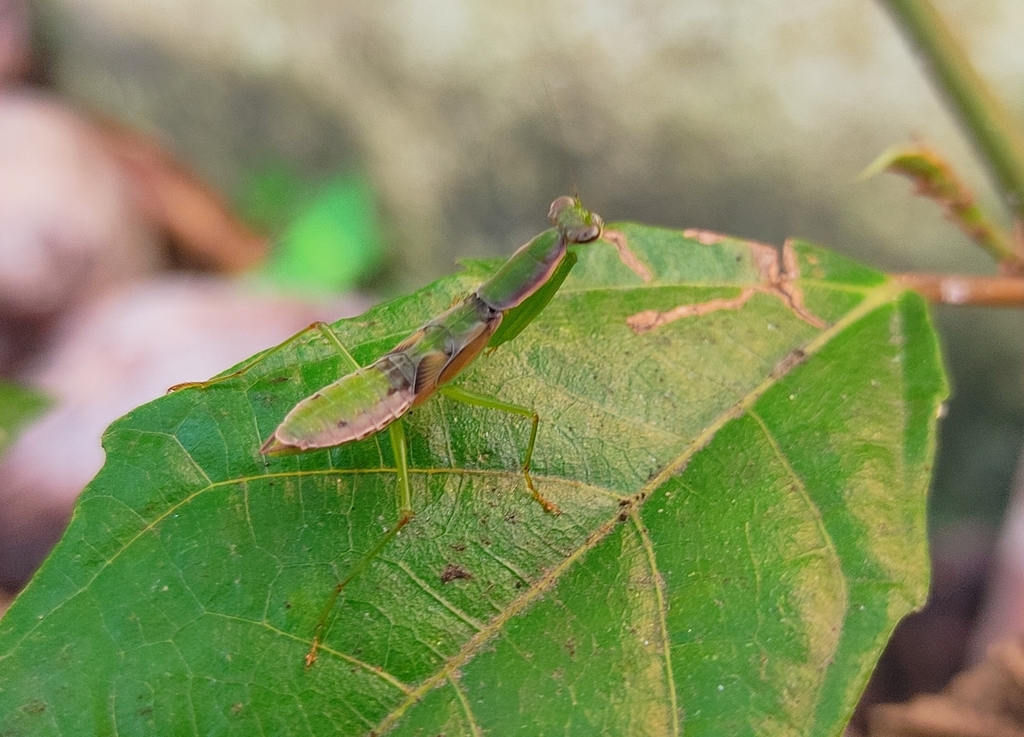 Asian Ant Mantis from M9XR+QHG, Panchbati, Sodepur, Kolkata, West ...