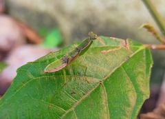 Odontomantis planiceps