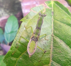 Odontomantis planiceps