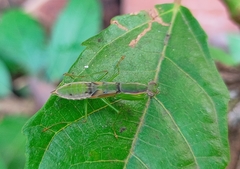 Odontomantis planiceps