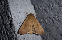 Ichneutica phaula
