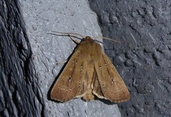 Ichneutica phaula