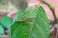Odontomantis planiceps