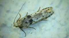 Aristotelia paradesma