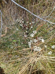 Anisotome aromatica aromatica