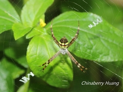 Argiope minuta
