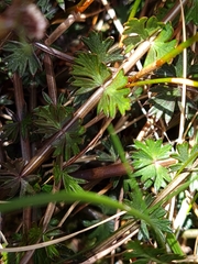 Anisotome aromatica aromatica