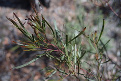 Acacia betchei