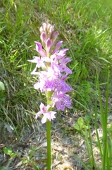 Dactylorhiza saccifera