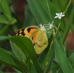 Colotis calais calais