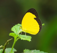 Eurema candida