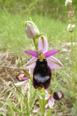 Ophrys bertolonii