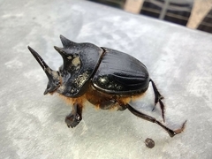 Onthophagus ferox