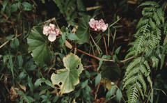 Begonia bracteosa