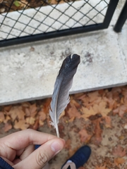 Columba oenas