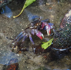 Episesarma palawanense