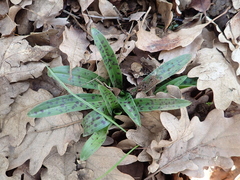 Orchis provincialis