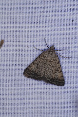 Dichromodes semicanescens