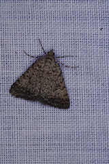 Dichromodes semicanescens