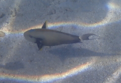 Acanthurus nigricauda