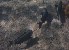 Acanthurus nigricauda