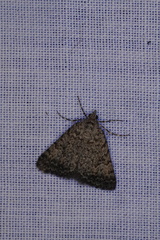 Dichromodes semicanescens