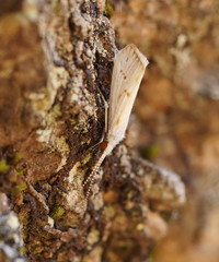 Asmicridea edwardsii