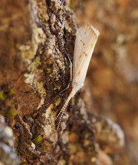 Asmicridea edwardsii