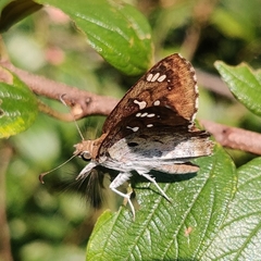 Caprona ransonnettii potiphera