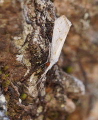 Asmicridea edwardsii