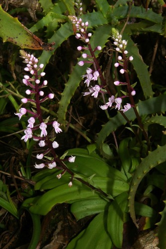 Stenoglottis longifolia image