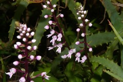 Image of Stenoglottis longifolia