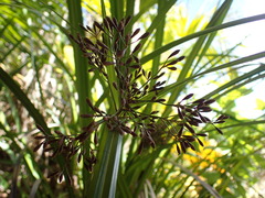 Mapania floribunda