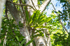 Asplenium australasicum