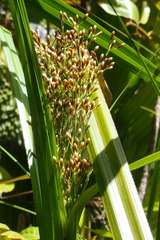 Mapania floribunda