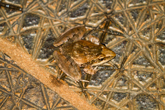 Ptychadena anchietae