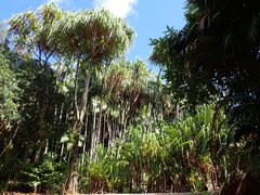 Martellidendron hornei