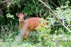 Cephalophorus natalensis