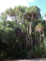 Martellidendron hornei