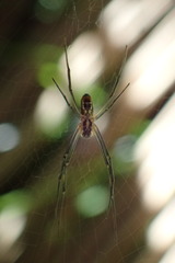 Trichonephila inaurata