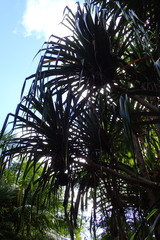 Pandanus balfourii