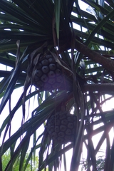 Pandanus balfourii